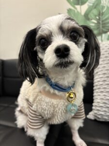 チップ　ひな祭り